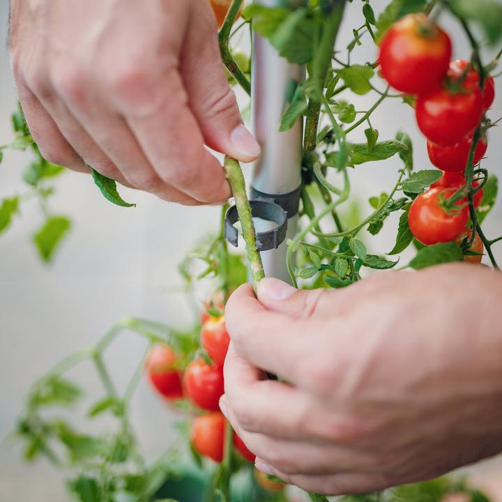 Actual product image Gusta Garden Tom Tomato (35 cm)