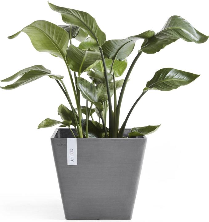 Actual product image Ecopots Rotterdam (30 cm)