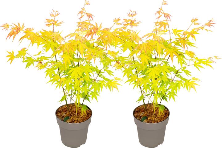 Actual product image Plant in a Box Acer palmatum 'Orange Dream' - Japanischer Ahorn (35 cm)
