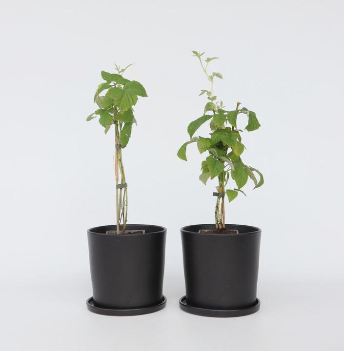 Actual product image Plant in a Box Rubus idaeus Malling Promise - set of 2 raspberry plants (50 cm)