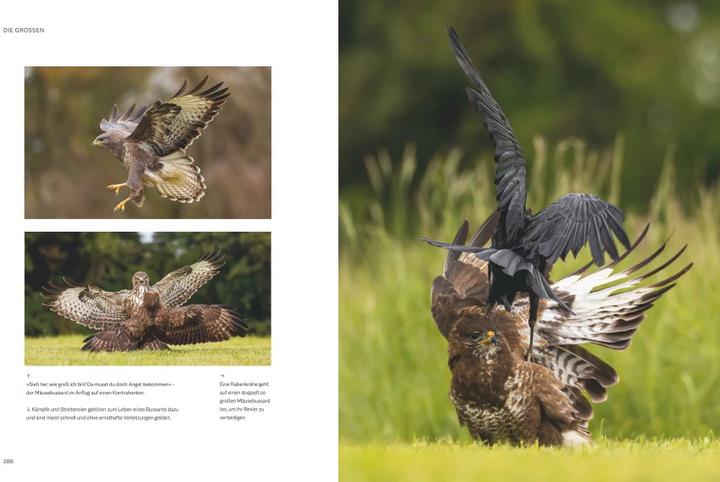 Produktbild Die magische Welt unserer Vögel (Deutsch, Matthias Futterer, Hannes Bonzheim, 2022)