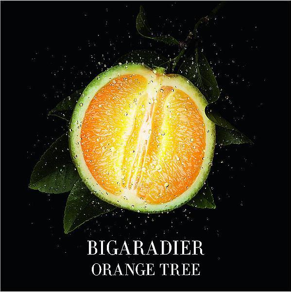 Image du produit Giorgio Armani Orangerie Venise (Eau de toilette, 50 ml)