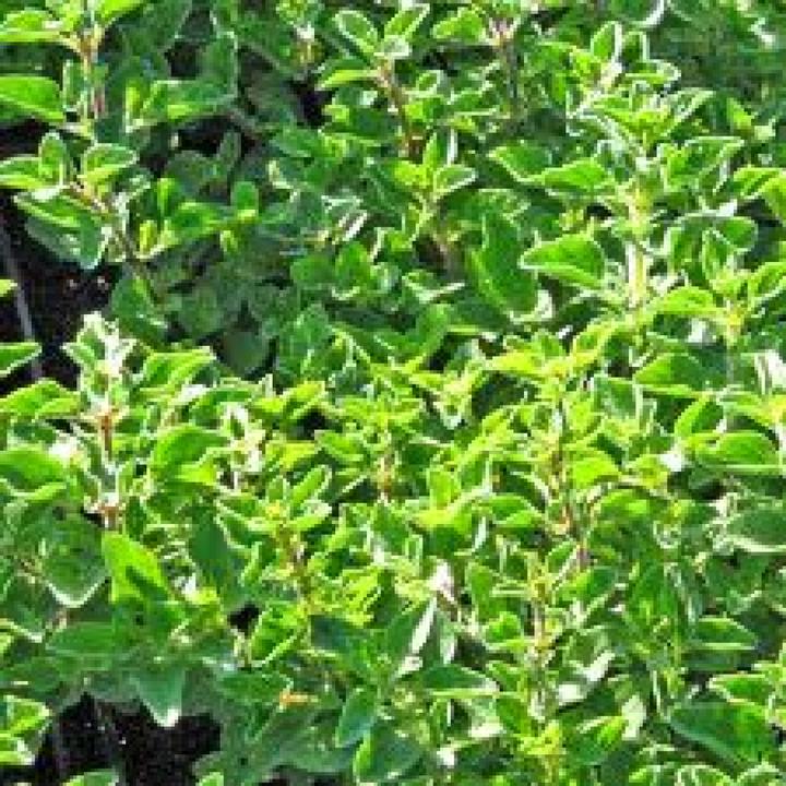 Actual product image Tropica Greek oregano (Seedlings)