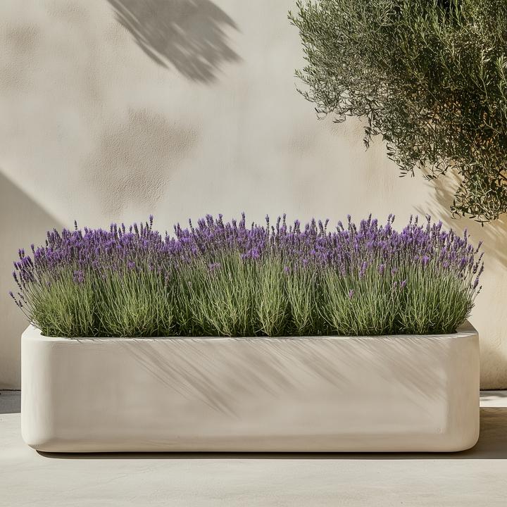 Actual product image Plant in a Box Lavandula stoechas 'Anouk' - Lavendelbaum (25 cm)