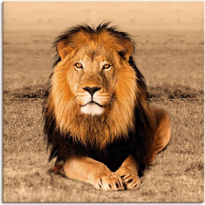 Image du produit Artland Lion T5RJ (50x50 cm)