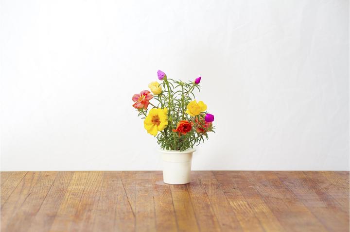Produktbild Click and Grow Moss Rose (Blumensamen)