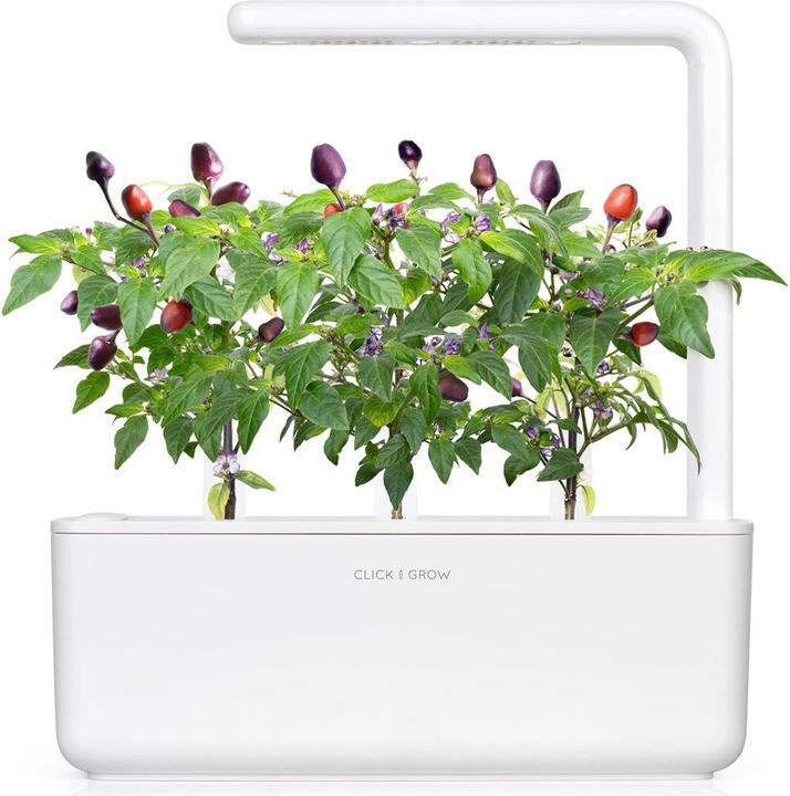 Produktbild Click and Grow Lila Chilli (Gemüsesamen)