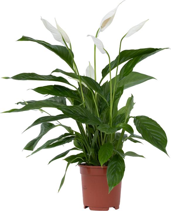 Actual product image Plant in a Box Spathiphyllum Lima - Einblatt (60 cm)