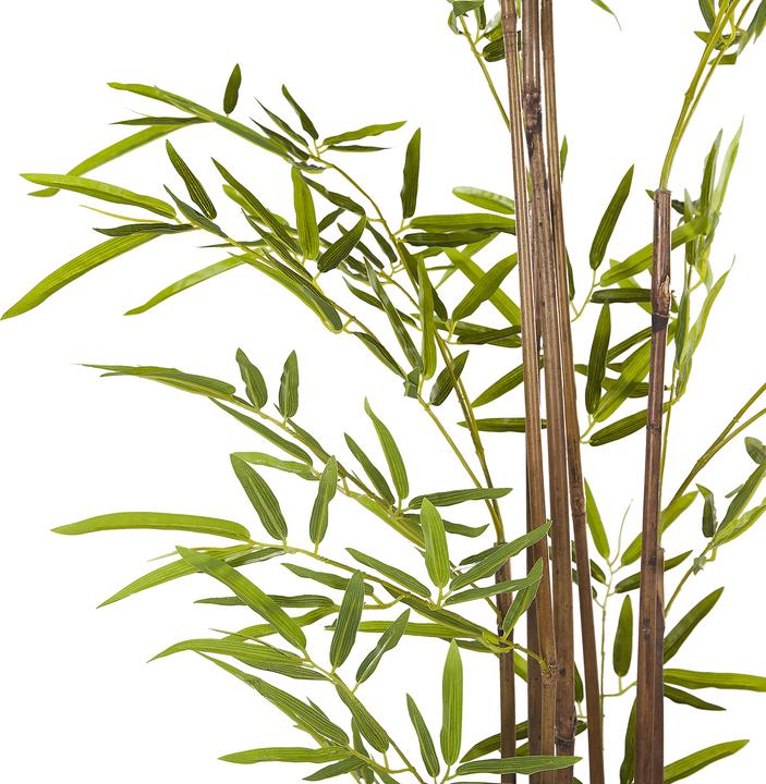 Produktbild Beliani Bambusa Vulgaris (160 cm)