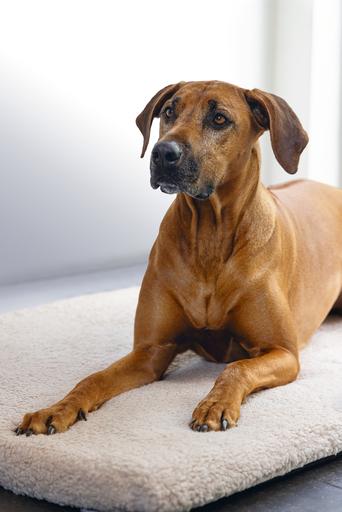 Actual product image Beeztees Ito (Dog)