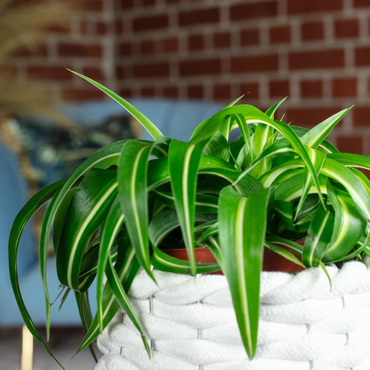 Image du produit Flowerbox Lis vert "Bonnie" - Chlorophytum Comosum (25 cm)