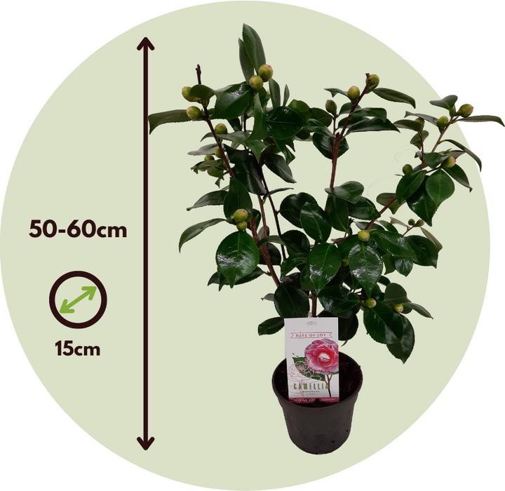 Actual product image Plant in a Box Camellia japonica Bonomiana - Japanese rose (50 cm)