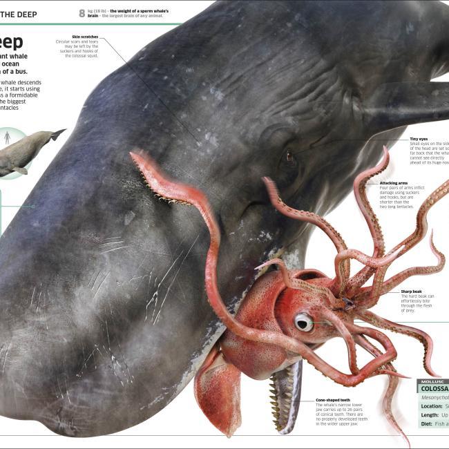 Image du produit Knowledge Encyclopedia Ocean! (Anglais, Collectif, 2020)