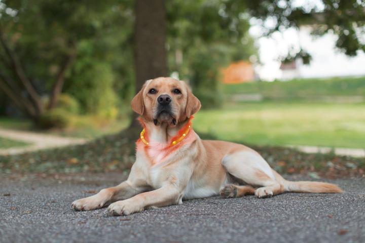 Actual product image Kerbl Maxi Safe (One size, Dog, Dog sport)