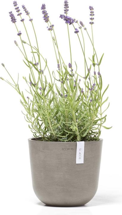 Actual product image Ecopots Oslo Mini (19 cm)