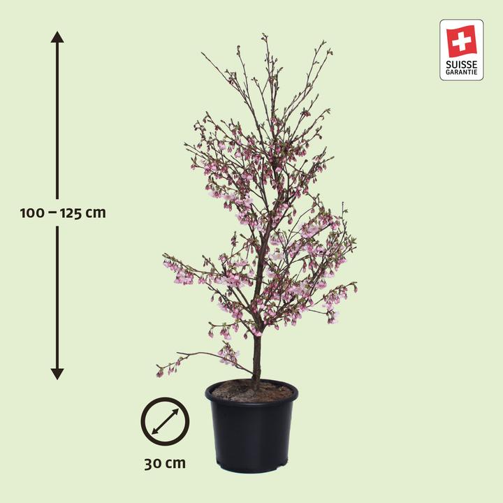 Actual product image Zulauf Zier-Kirsche / Prunus 'Accolade' (125 cm)