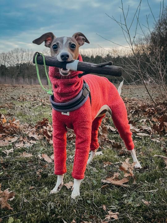 Actual product image Doog Dog toy Mr Stick Woody (Dog chew toy)