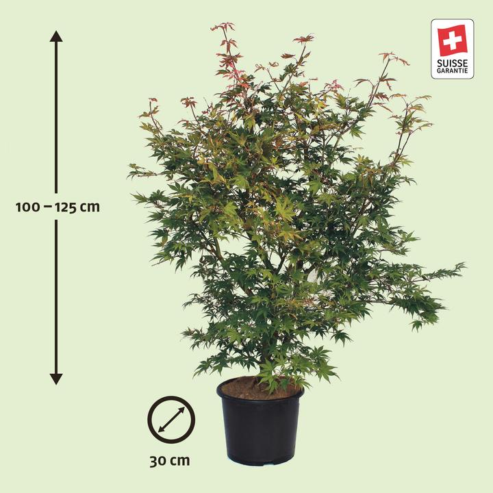 Immagine prodotto Zulauf Japanischer Fächer-Ahorn / Acer palmatum 'Osakazuki' (125 cm)