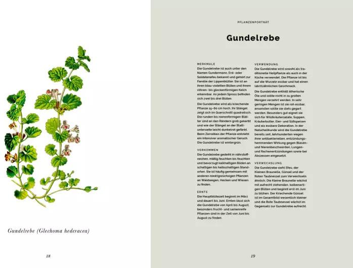 Produktbild Das Wald-Kochbuch (Deutsch, Bernadette Wörndl, Miriam Strobach, Kathrin Gollackner, 2020)