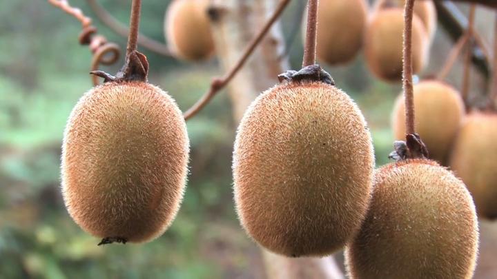 Produktbild Plant in a Box Actinidia deliciosa 'Jenny' - 6er Set Kiwibeeren Kletterpflanzen (20 cm)