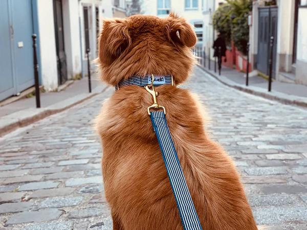 Image du produit French Bandit Collier pour chien In The Navy (Chien, Général)