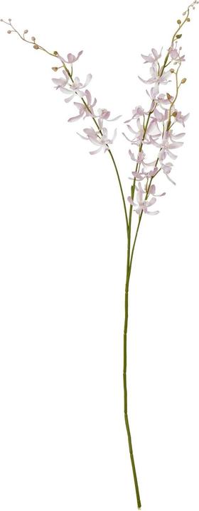 Lilacs