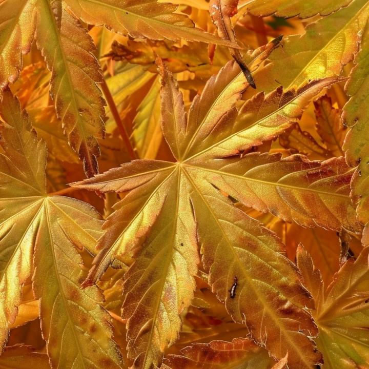 Actual product image Plant in a Box Acer palmatum 'Orange Dream' - Japanischer Ahorn (35 cm)