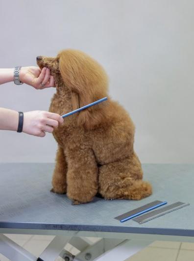 Produktbild Kerbl Fellkamm (Katze, Hund)
