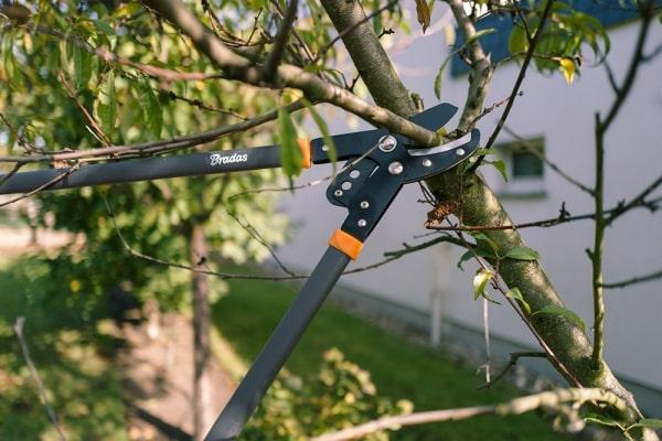 Productafbeelding Bradas Snoeischaar voor takken met V-SERIES versnelling Aambeeldblad