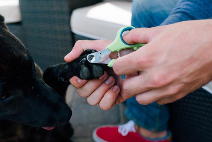 Immagine prodotto Zen Clipper Forbici ad artiglio sicure (Cane, Gatto)
