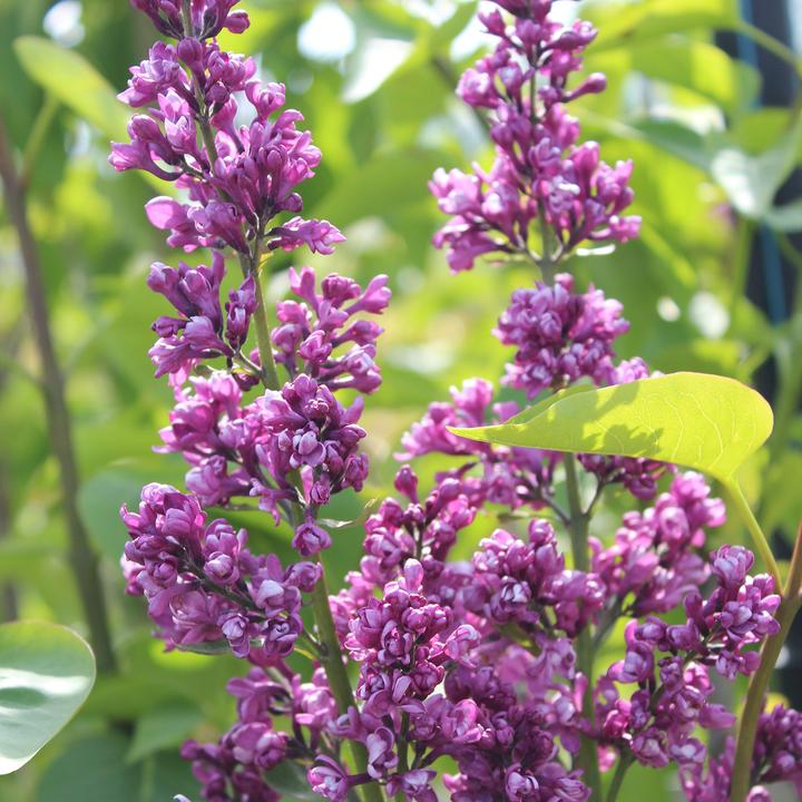Actual product image Zulauf Gemeiner Flieder / Syringa vul. 'Charles Joly' (100 cm)
