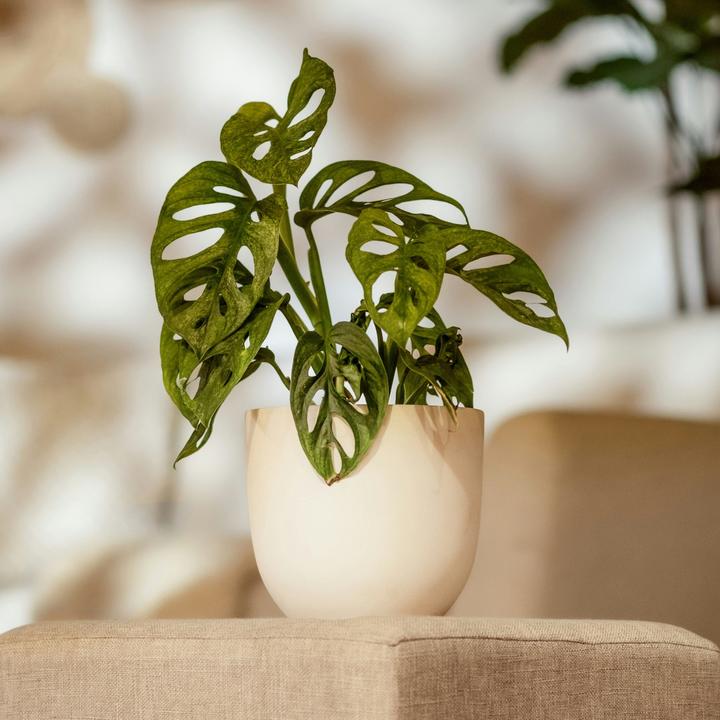 Produktbild Plant in a Box Monstera Monkey Mask - Affenmaskpflanze (30 cm)