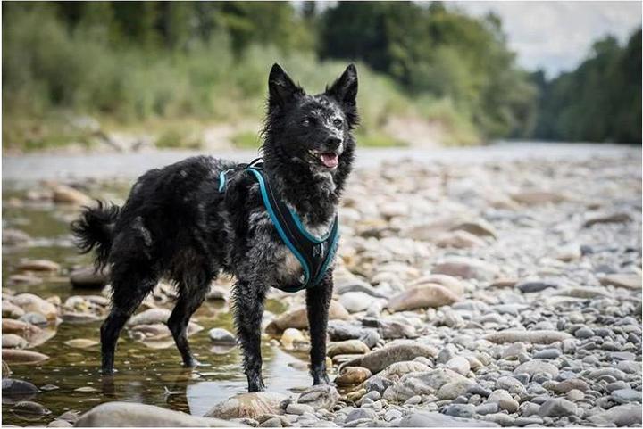 Produktbild Grossenbacher Brustgeschirr Dogs Fun Run (XL, Hund, Arbeit, Hundesport, Jogging)