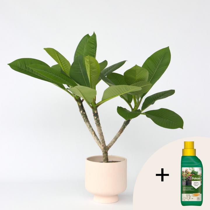Actual product image Plant in a Box Plumeria rubra - Hawaii pflanze (45 cm)