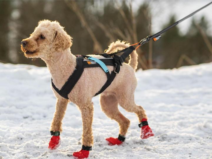 Produktbild Non-Stop Dogwear Freemotion Harness (10, Hund, Allgemein)
