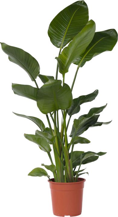Image du produit Plant in a Box Strelitzia Nicolai - Fleur d'oiseau de paradis (155 cm)