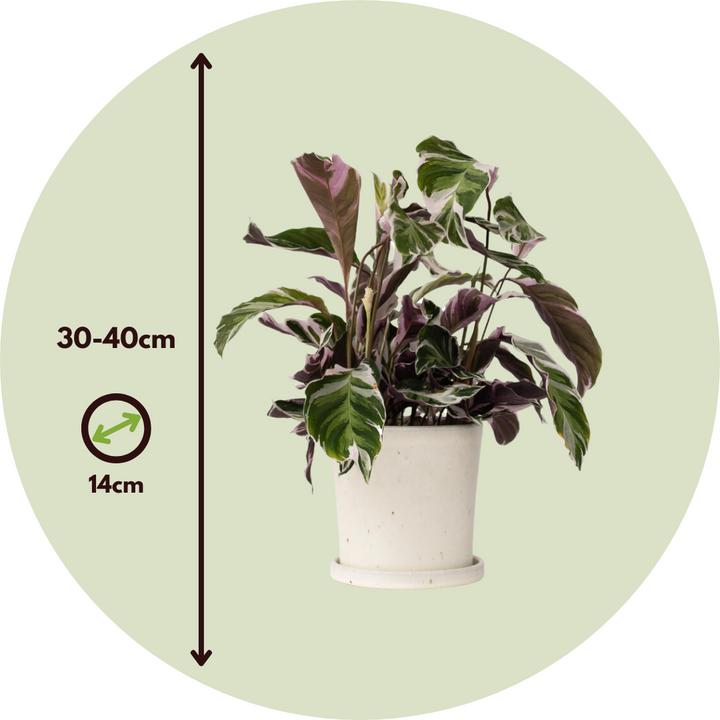 Immagine prodotto Plant in a Box Calathea Lietzei "White Fusion" - Set di 2 cesti Maranthe (30 cm)