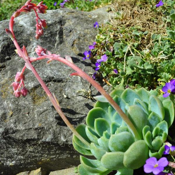 Produktbild Säntispracht 8 er Set, Fettblattrosette - Echeveria elegans (10 cm)