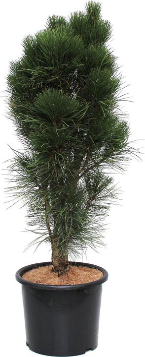 Image du produit Zulauf Säulen-Schwarz-Kiefer / Pinus nigra 'Green Tower' (100 cm)