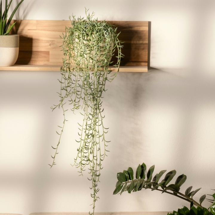 Produktbild Plant in a Box Senecio radicans - Bananasenecio (10 cm)