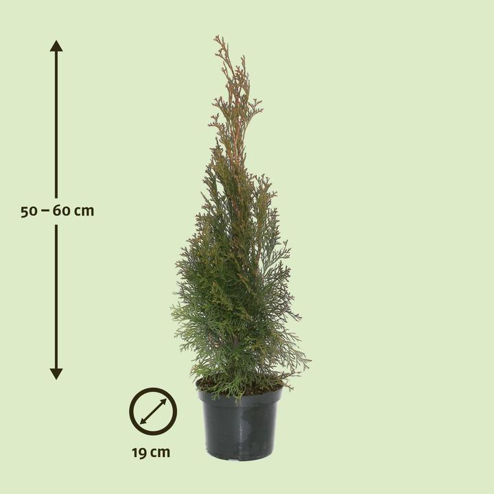 Actual product image Zulauf Thuja / Thuja occ. 'Smaragd' (60 cm)