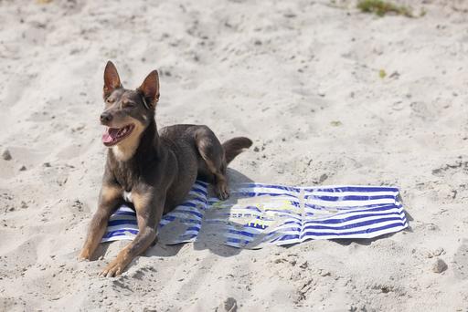 Immagine prodotto Beeztees Kühlmatte Hello Summer (Cane)