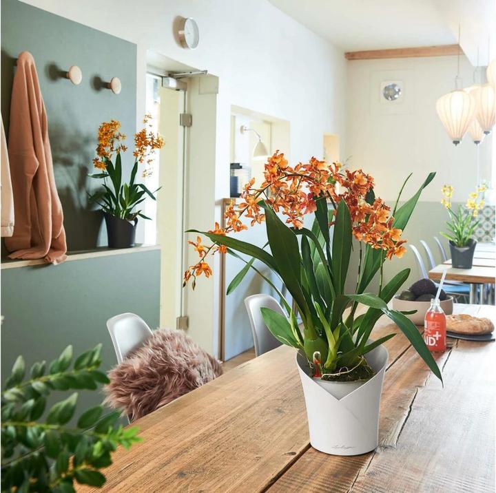 Immagine prodotto Lechuza Orchidea (17.90 cm)