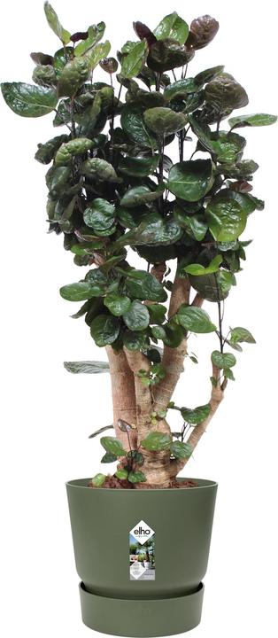 Immagine prodotto Elho Greenville (47 cm)