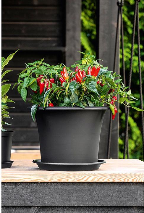 Immagine prodotto Orthex Vaso per piante 'Botanica (60 cm)