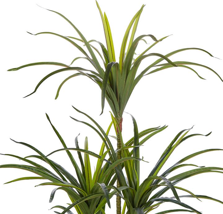 Actual product image Beliani Dracaena Anita (147 cm)