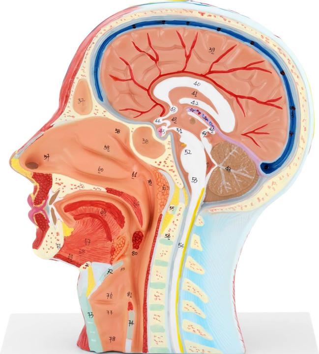 Produktbild Physa Anatomie Schädel Kopfmodell auf Stativ Medianschnitt Halbes Kopf-Modell