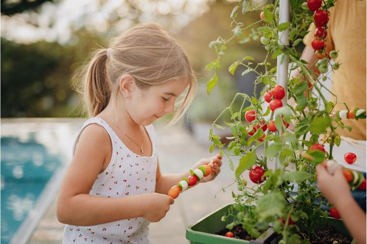Actual product image Gusta Garden Tom Tomato (35 cm)