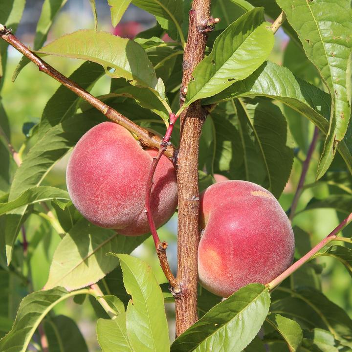 Actual product image Zulauf Pêcher