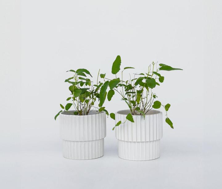 Produktbild Plant in a Box Eucalyptus Citriodora - Eukalyptus (35 cm)